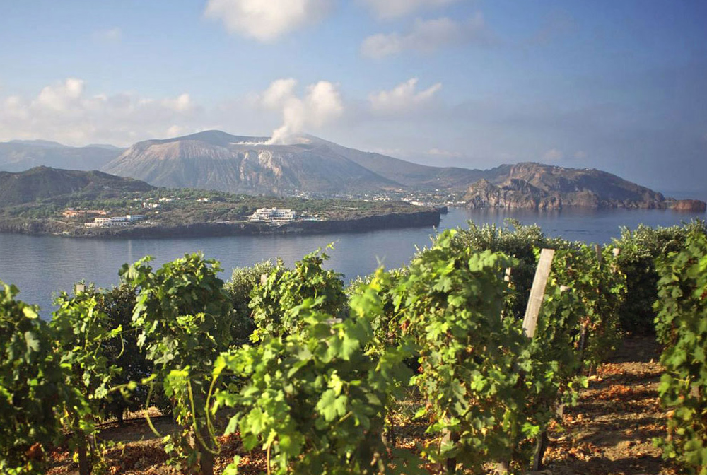 Tenuta di Castellaro Arte del Vino