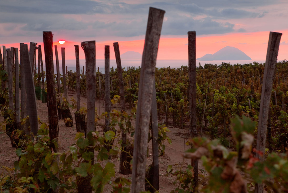 Tenuta di Castellaro Arte del Vino