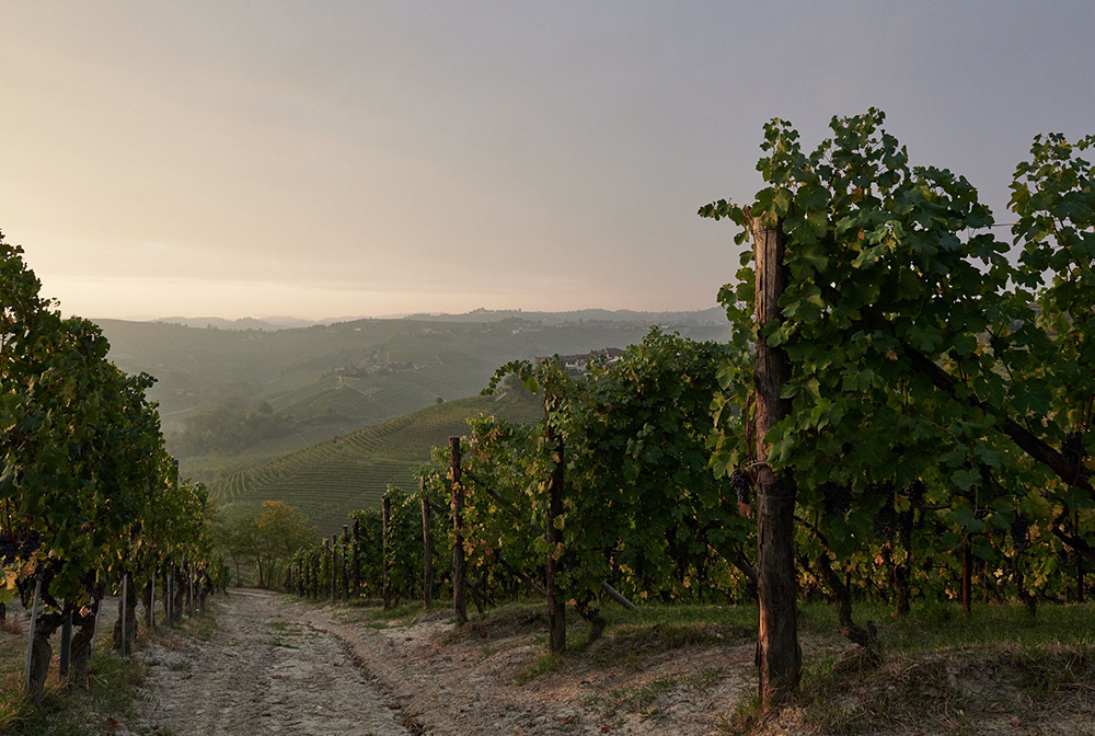 CANTINA DEL PINO VIGNETO